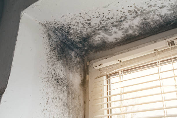 Affordable Basement Mold Removal solutions in Fairhope, PA